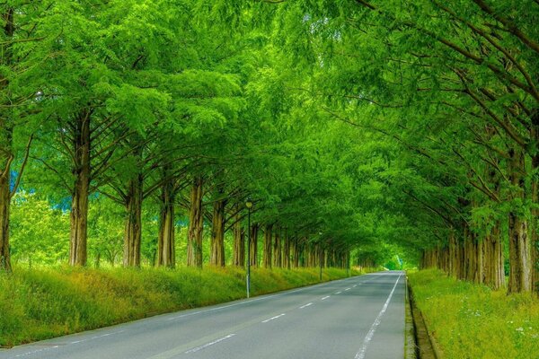 Matin d été sur la route de la forêt