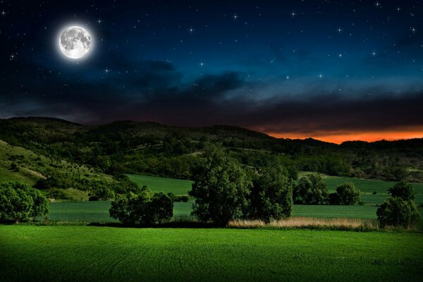 Bella foresta e cielo stellato di notte