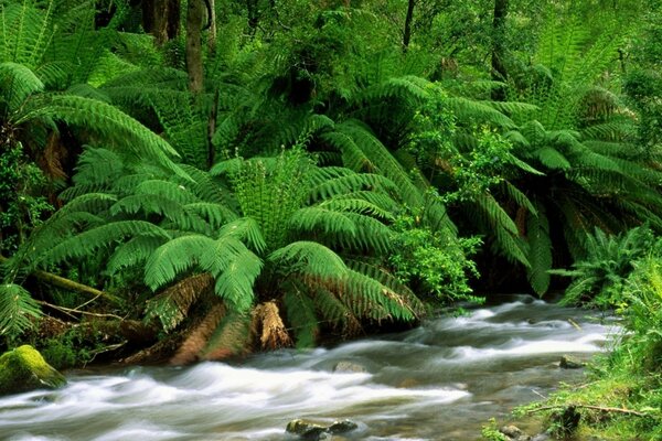 Felci sullo sfondo di un fiume veloce