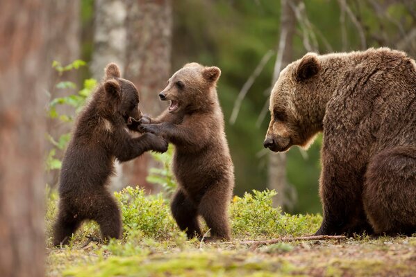 Tre cuccioli di orso che giocano