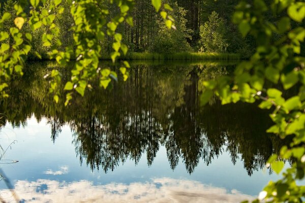 Spiegelsee im Sommerwald