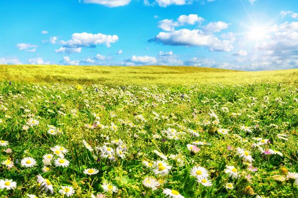 Feld mit Gänseblümchen unter blauem Himmel