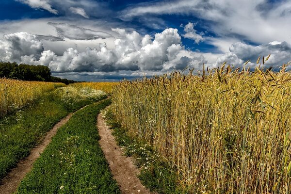 Nuages blancs sur un champ de blé