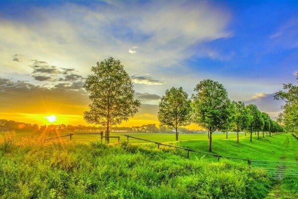 Beau coucher de soleil dans le jardin d été