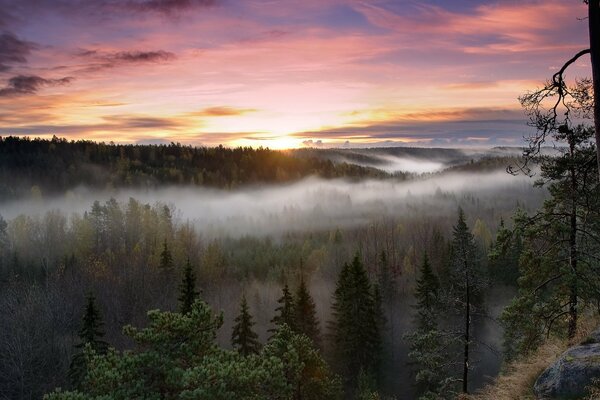 Niebla espesa sobre el bosque de coníferas