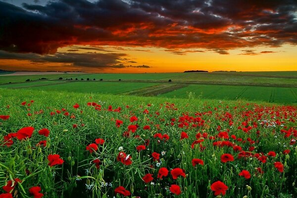 Thunderous sunset over the poppy field