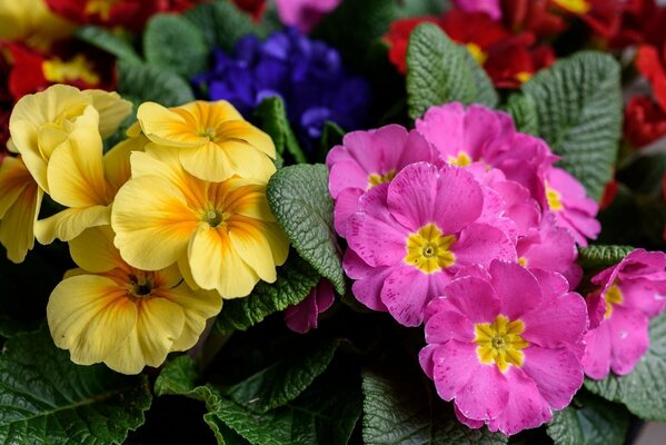 Schöne gelbe und rosa Blüten