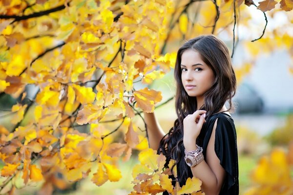 The piercing gaze of the yellow leaves of autumn