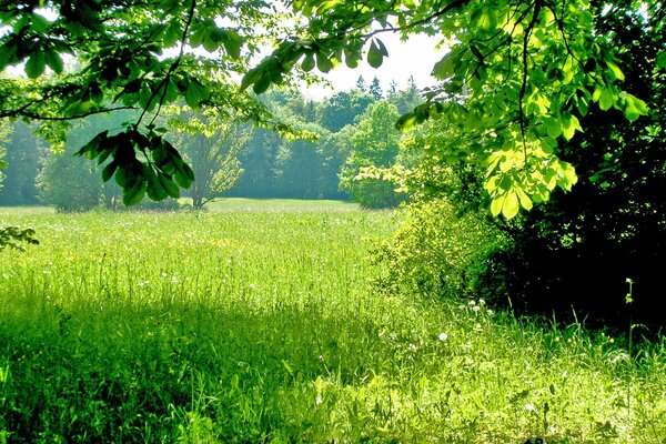 La luz del sol ilumina la hierba verde y los árboles