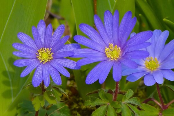 Purple flowers macro shooting