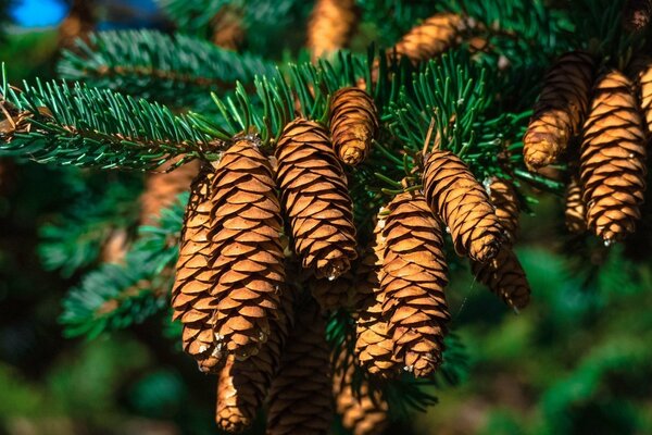 Gros cônes sur une branche d épinette