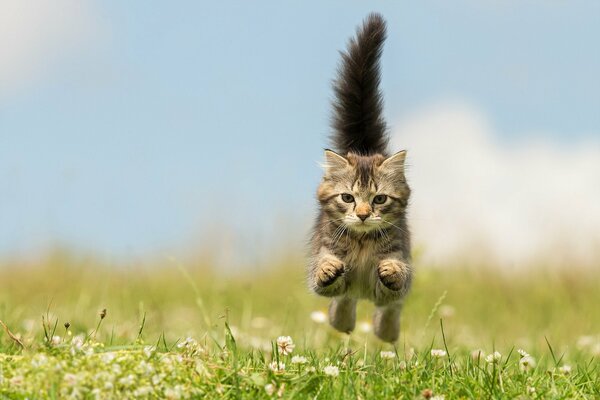 Chaton qui court sur l herbe