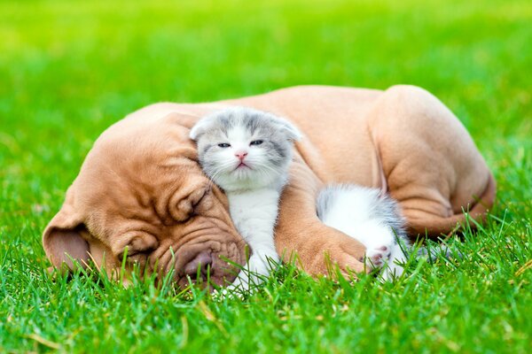 Chien bouledogue dormir avec chaton