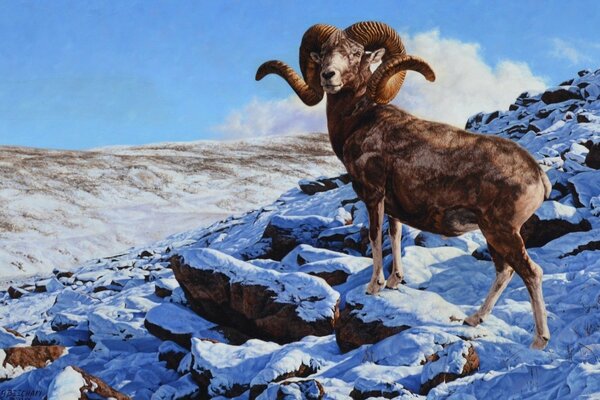 A ram on a snow-covered mountain under a clear sky