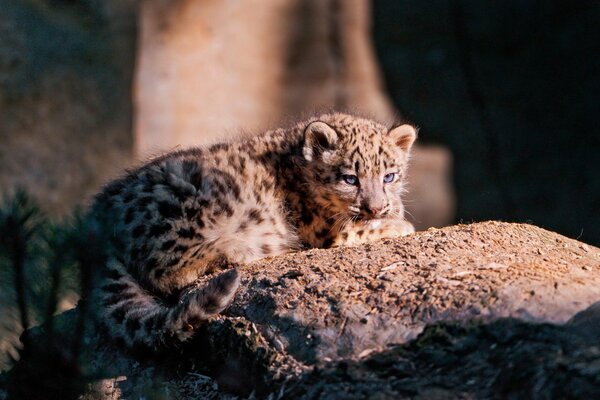 Leopardo observa en una hermosa pose