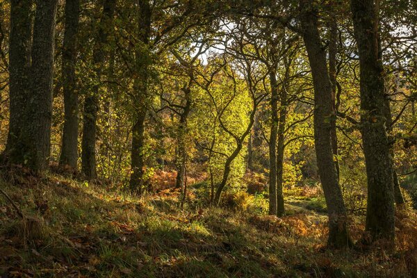 Trees in an enchanted forest in Scotland