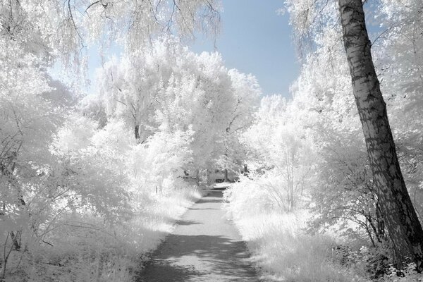 White trees and a road stretching into the distance