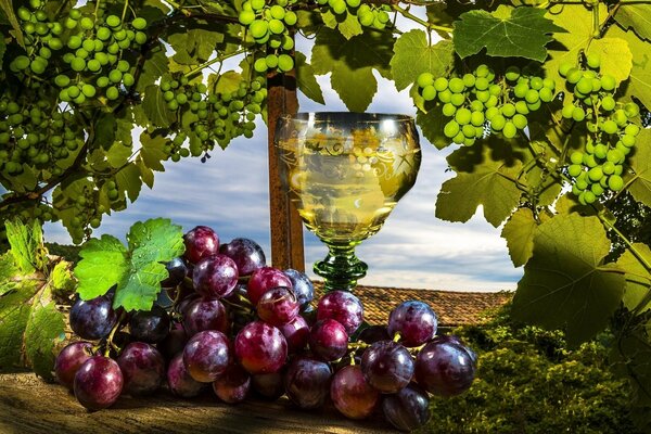 Natura morta vino bianco e uva rossa