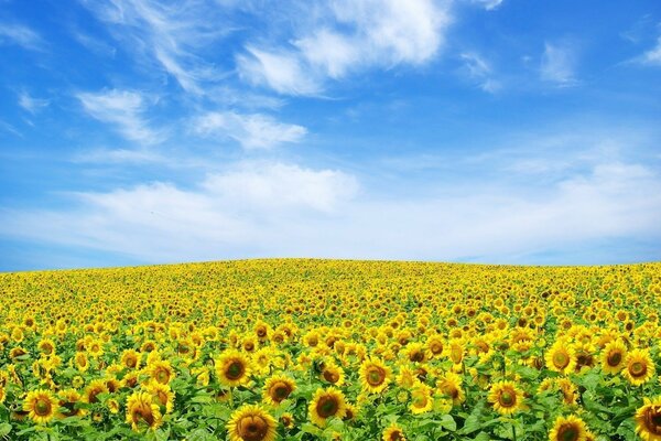 Un claro de girasoles similar a la bandera de Ucrania