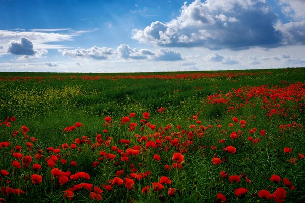 Beaucoup de coquelicots rouges par temps ensoleillé