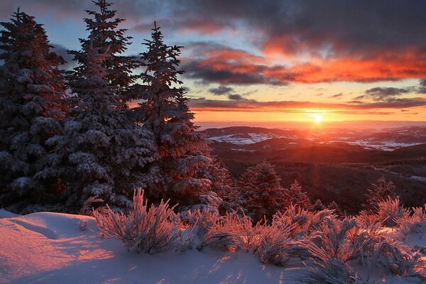 There is snow on the fir trees, winter is coming soon