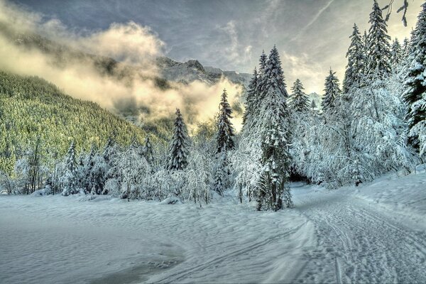 Fog in the winter snow forest