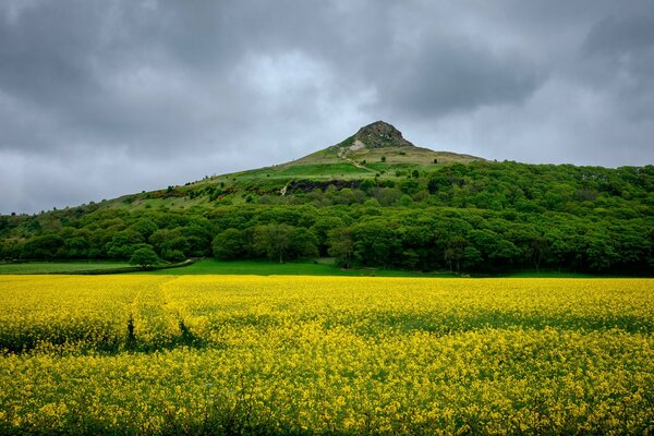 Campo amarillo en el fondo de la montaña verde