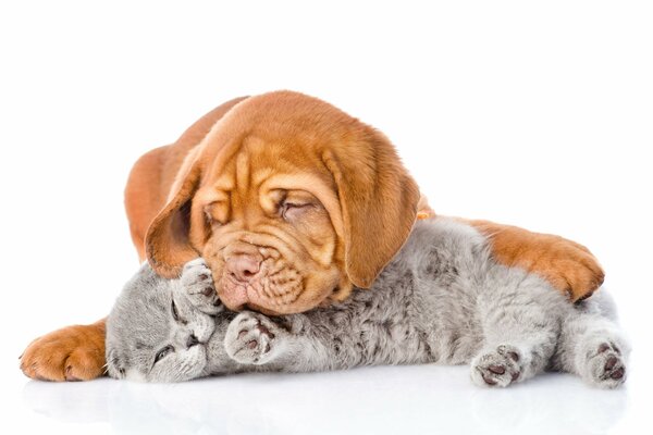 A dog sleeps with a gray kitten