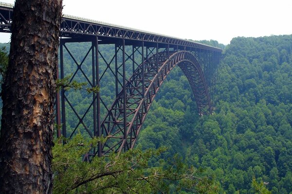 The bridge over the abyss is buried in the summer forest