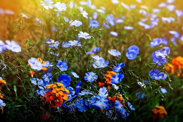 Nel prato estivo crescono molti fiori