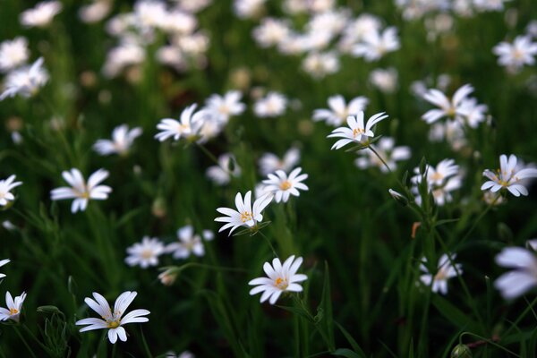 Many field daisies at dawn