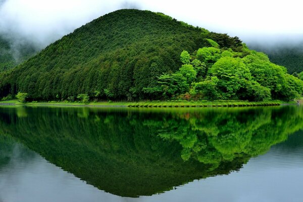 Exuberante vegetación en el reflejo del lago