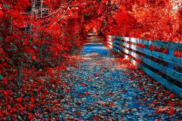 Die Straße des goldenen Herbstes, die Farben der roten Bäume