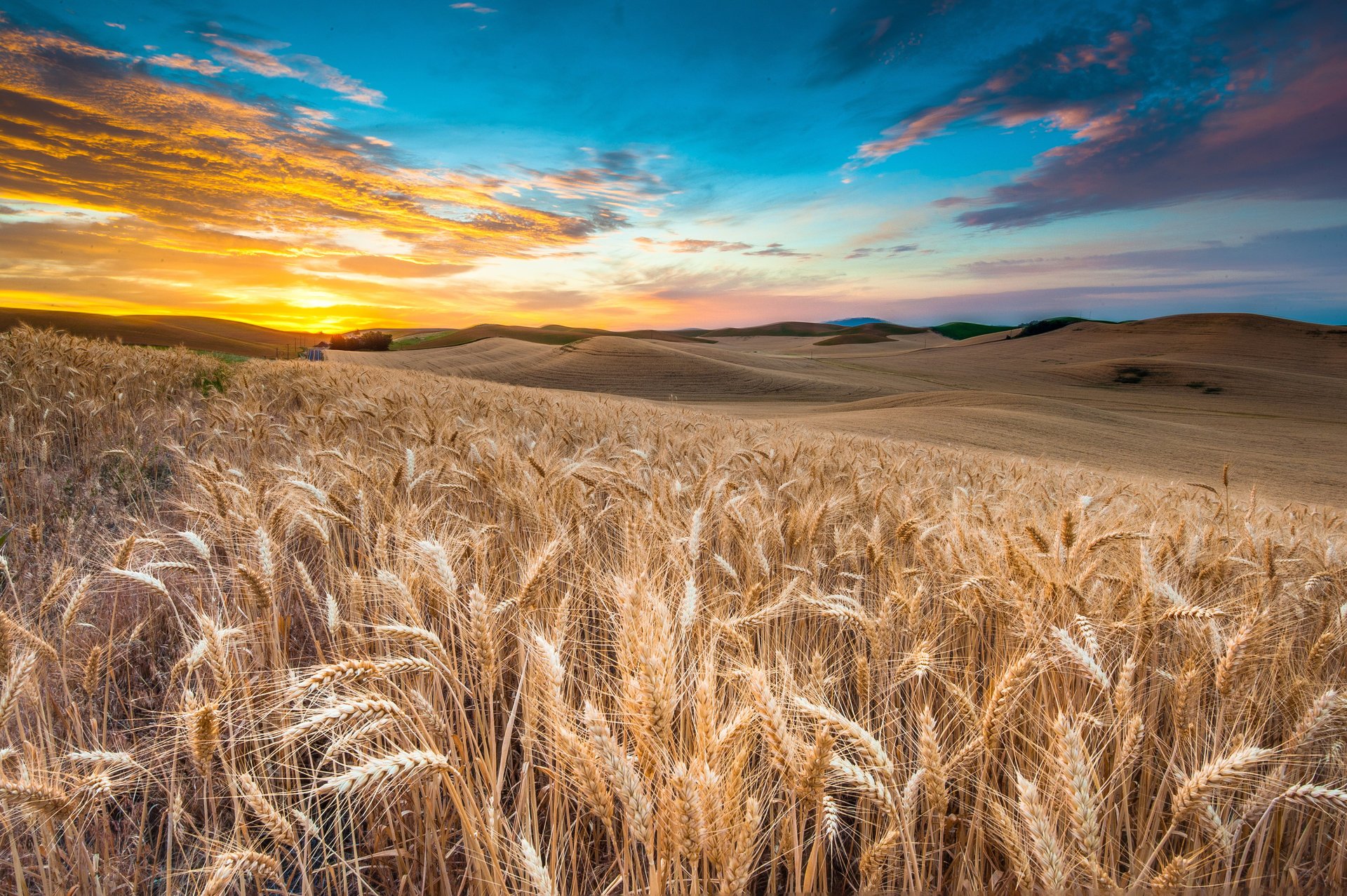 pole krajobraz niebo kłos natura