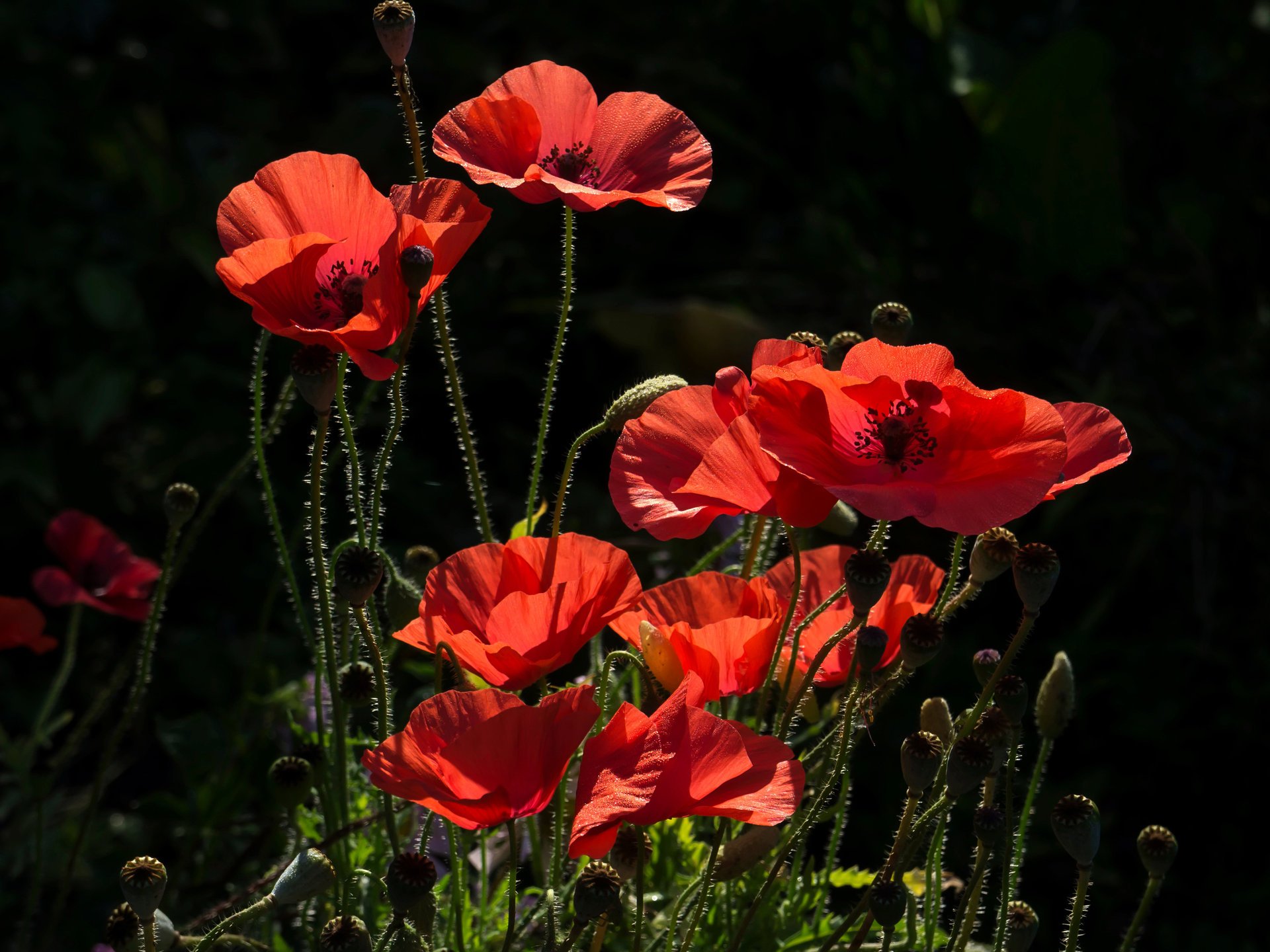 fleurs coquelicot gros plan rouge