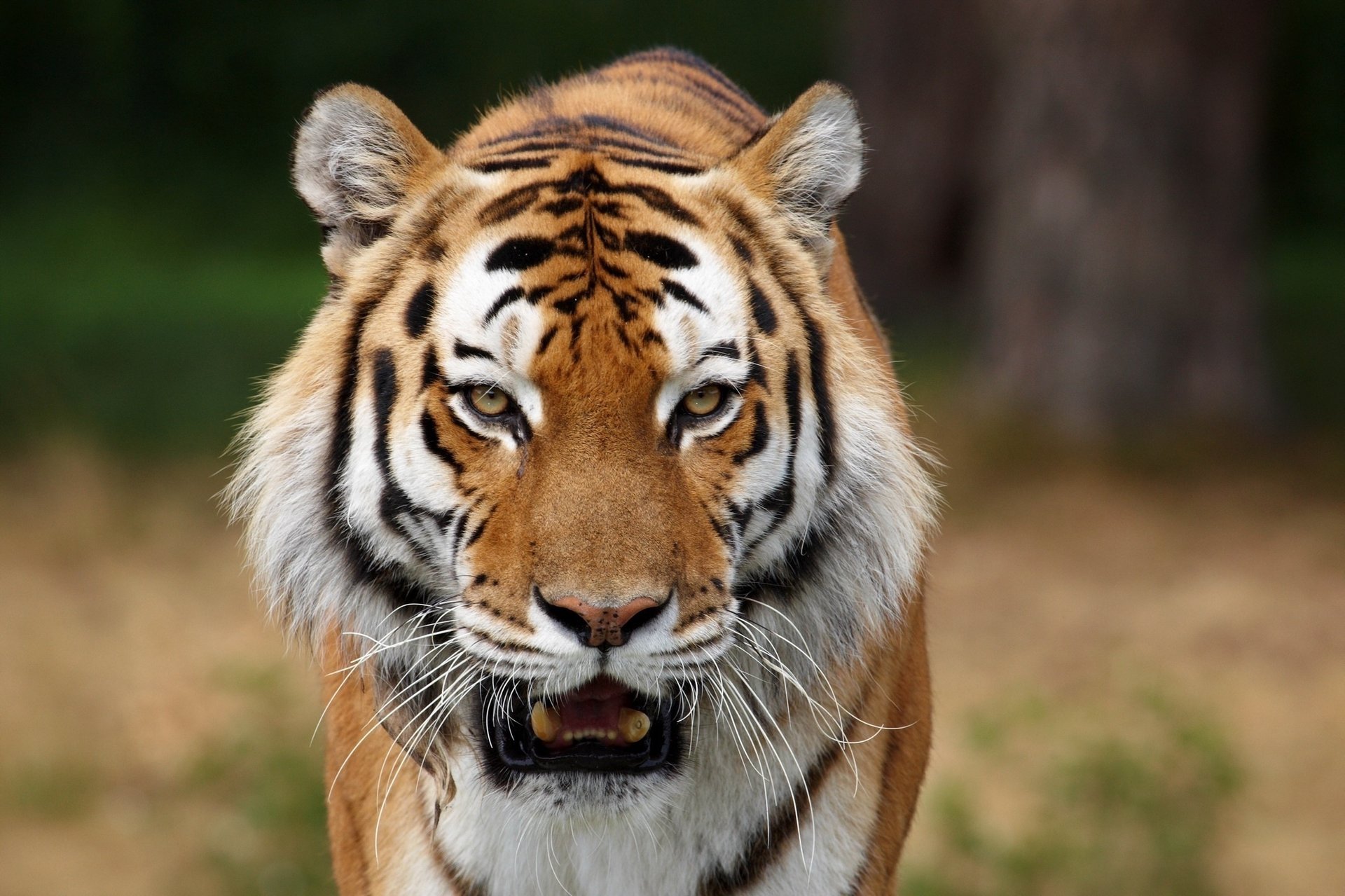 tigre gato depredador hermoso