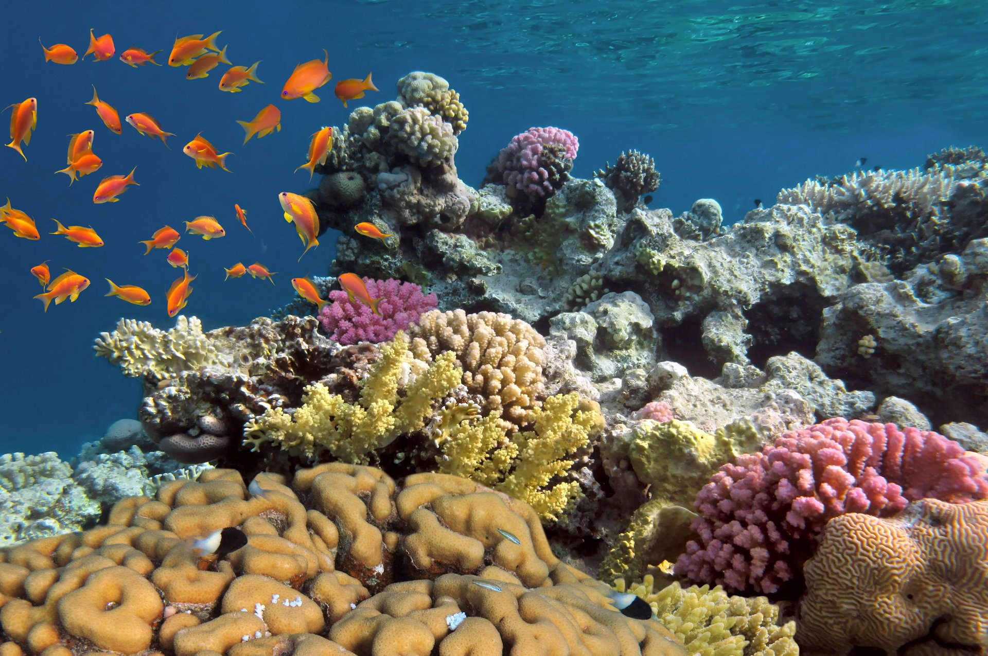 underwater world corals fish animal