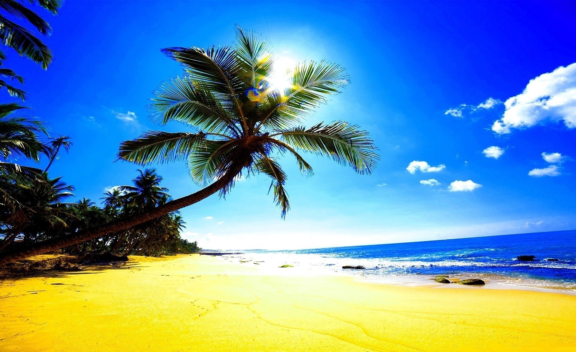 beach sand palm trees the sun glare the ocean tropic