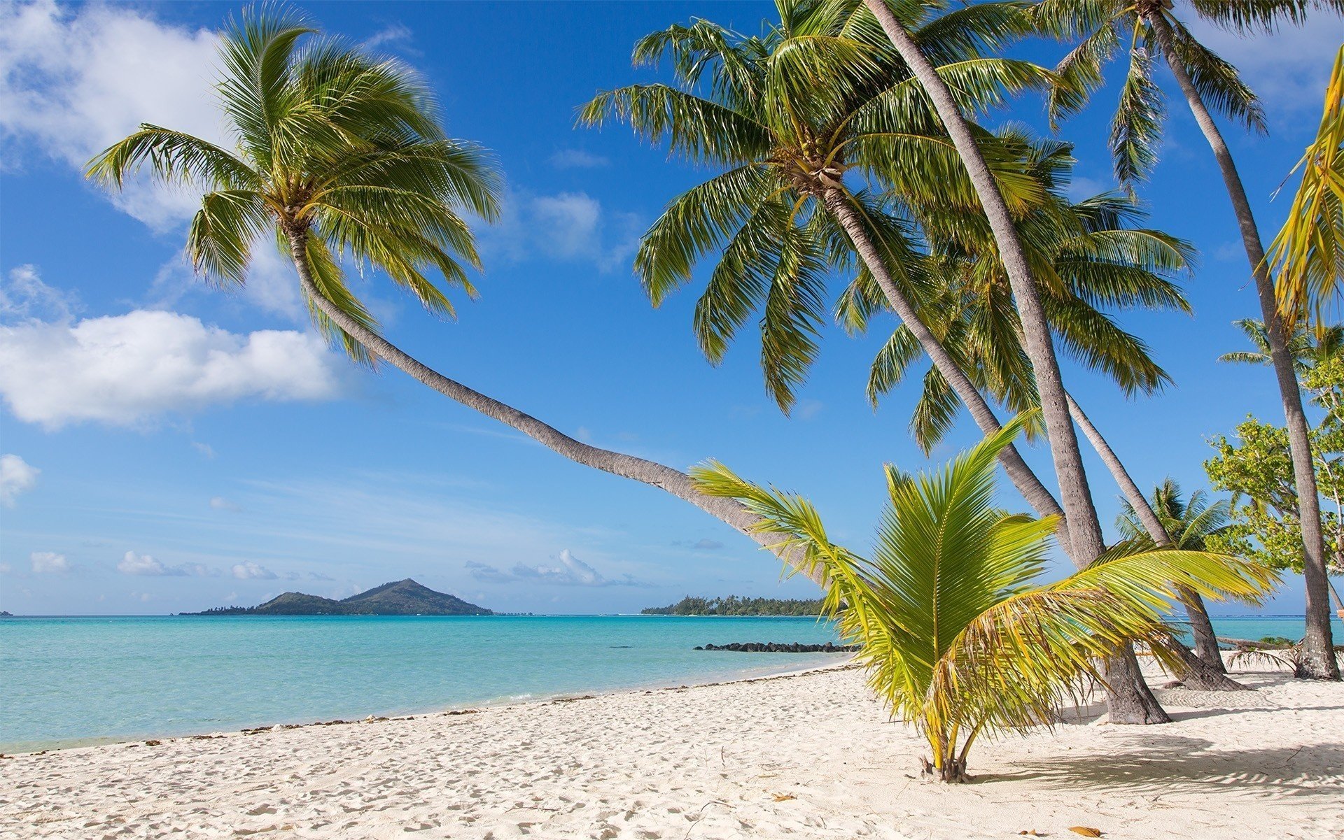 bora bora nature tropics beach palm trees beautiful