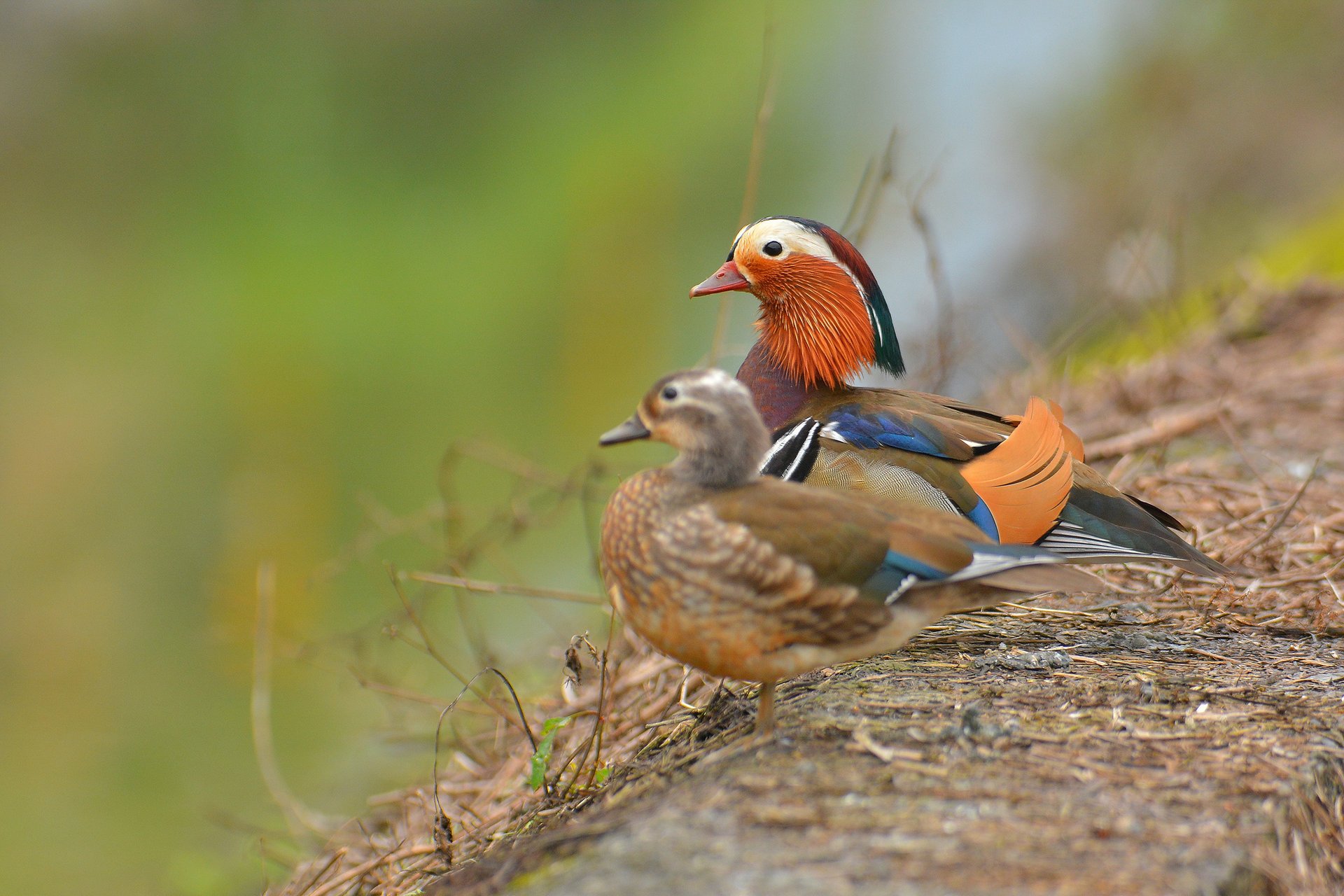 mandarín aves patos dos