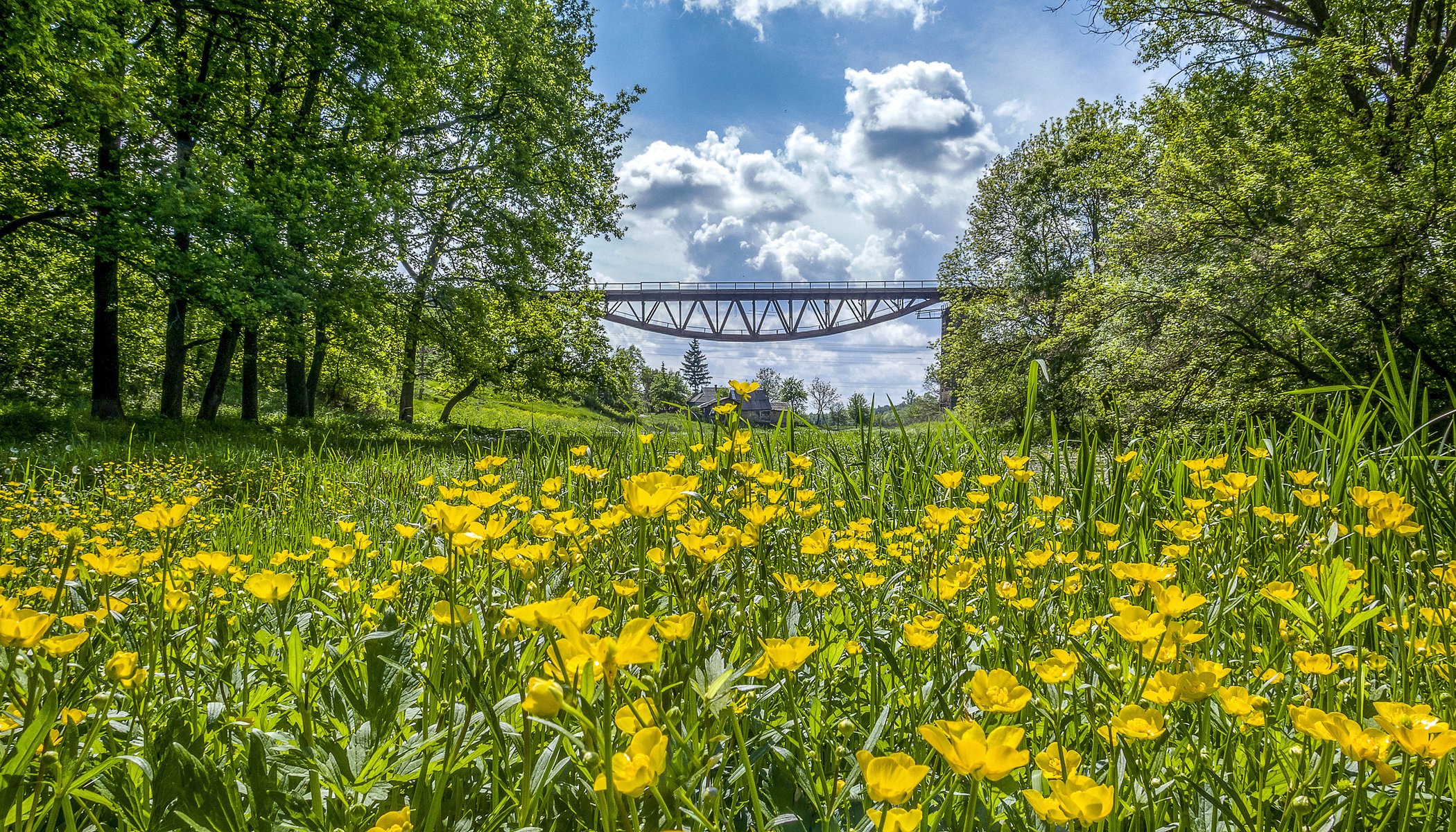 ukraine flowers buttercups nature bridge trees the sky cloud