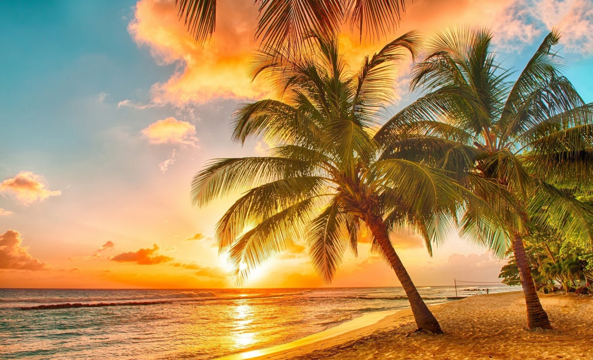 nature summer tropics palm trees beach the ocean the sky sunset