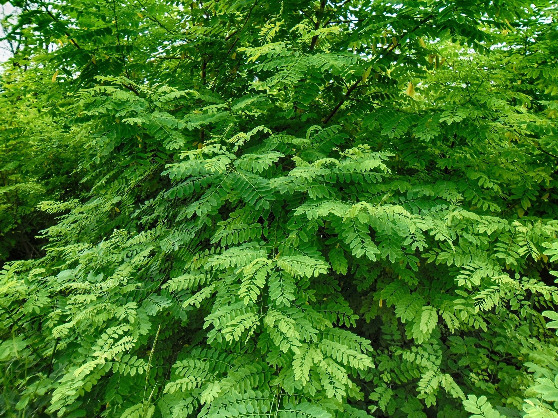 arbre feuilles branches acacia