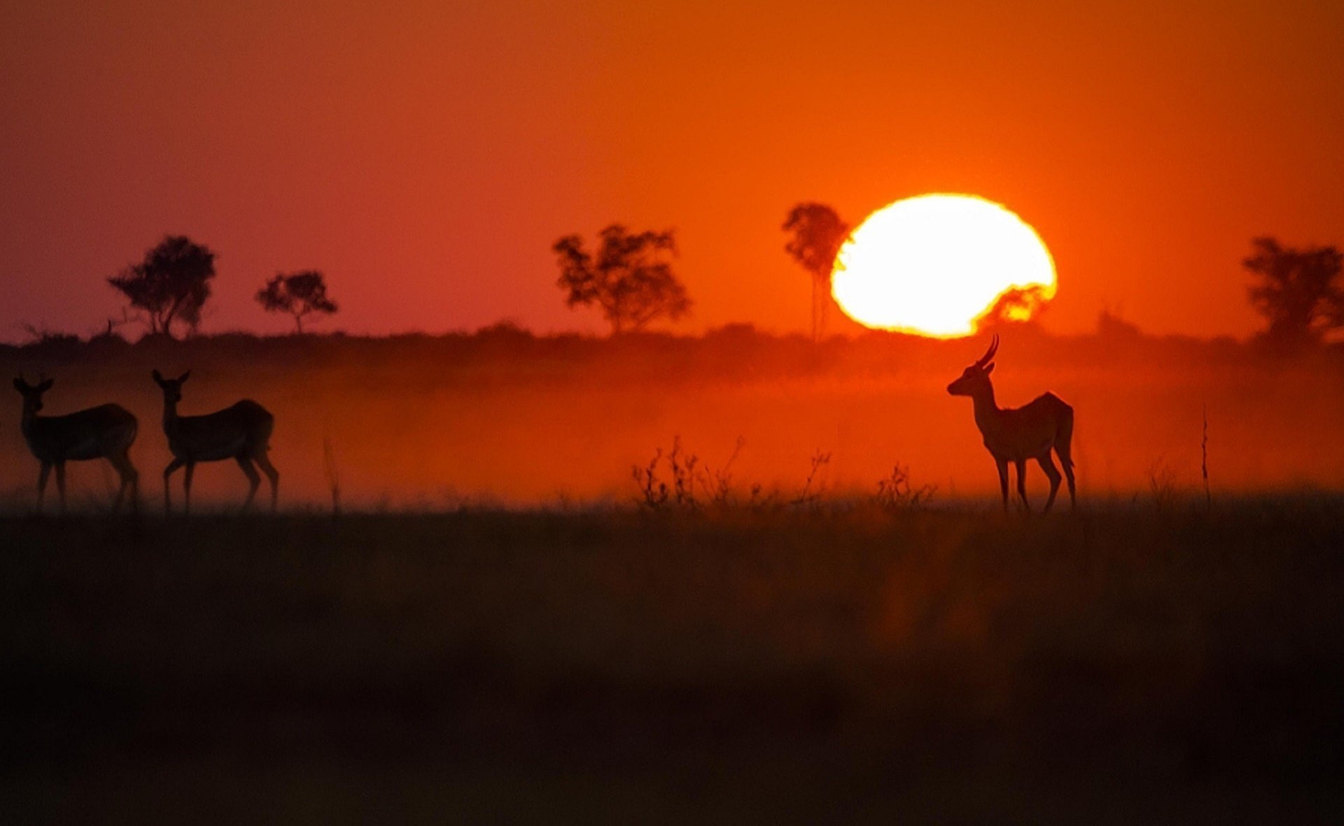 puesta de sol roja chris fisher áfrica antílopes