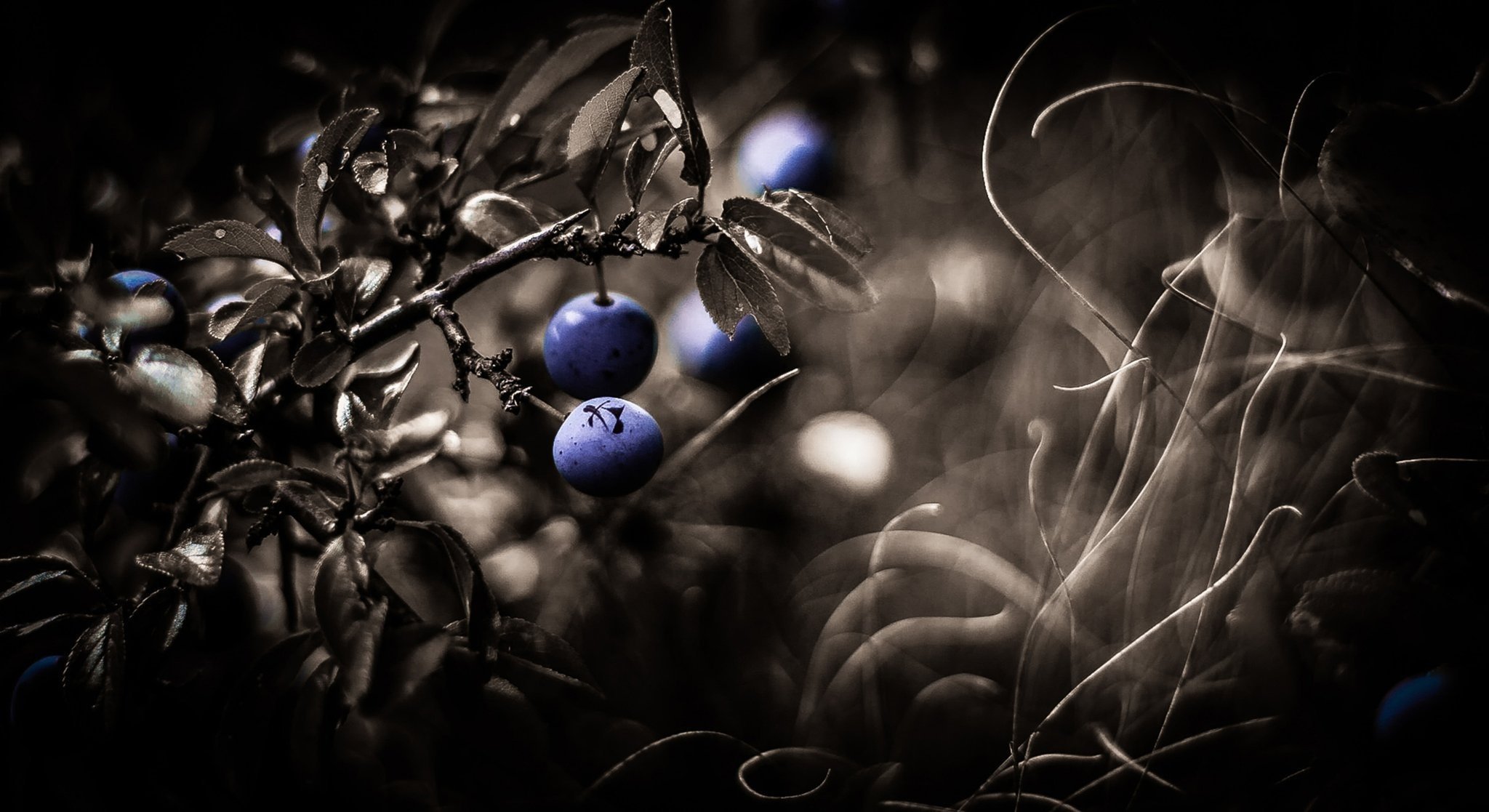 terna fruit abstraction dark background