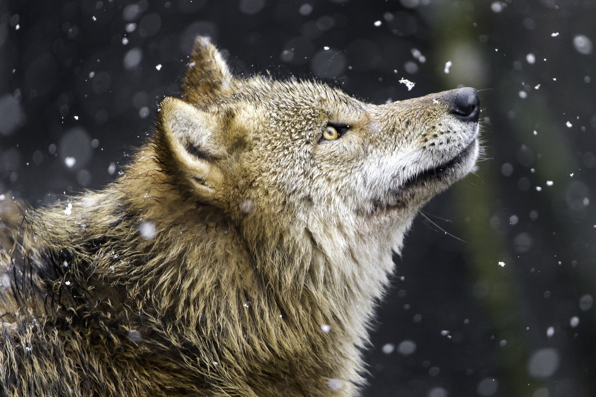 wolf raubtier profil schnee