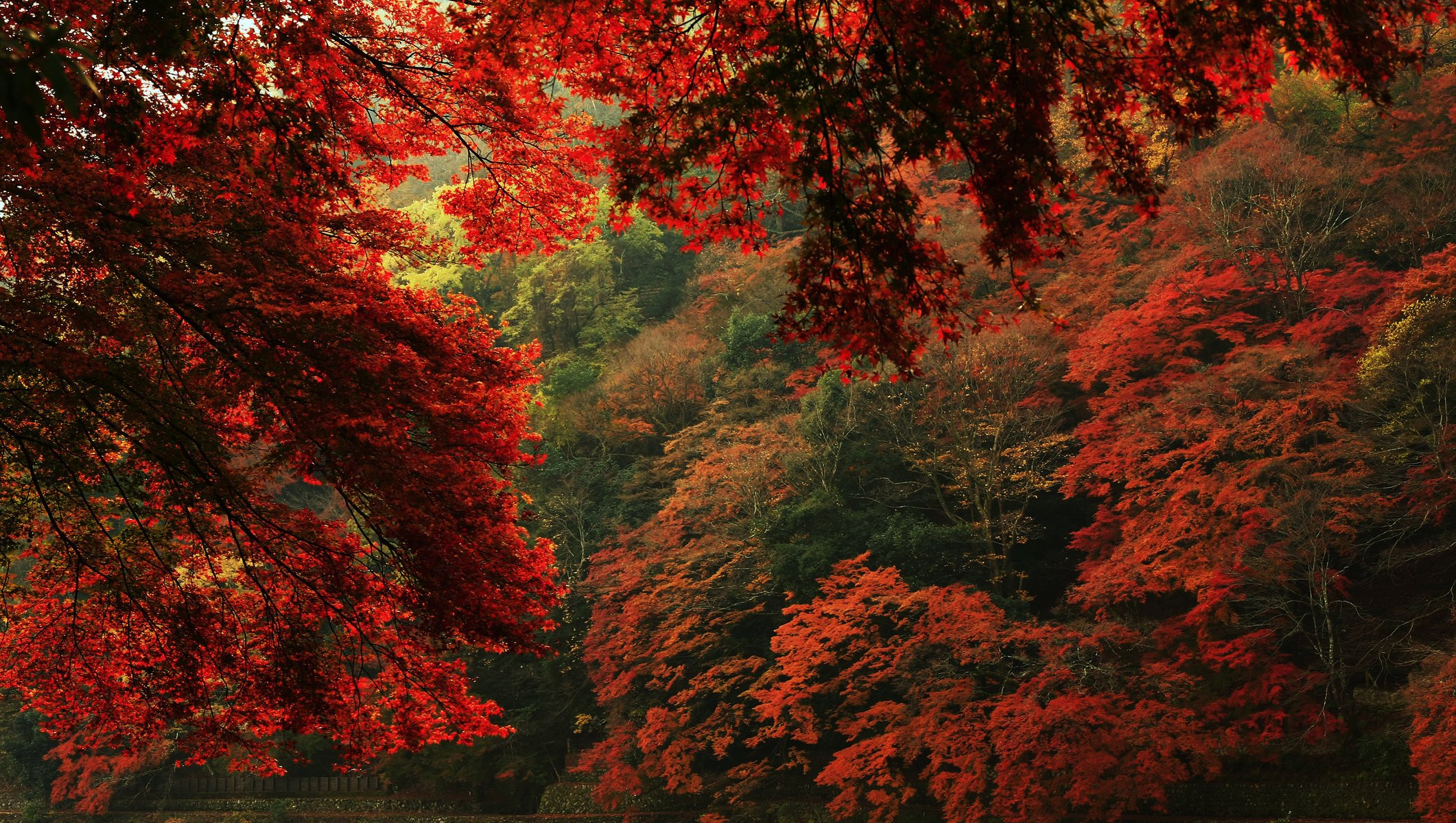 jesień liście gałęzie natura