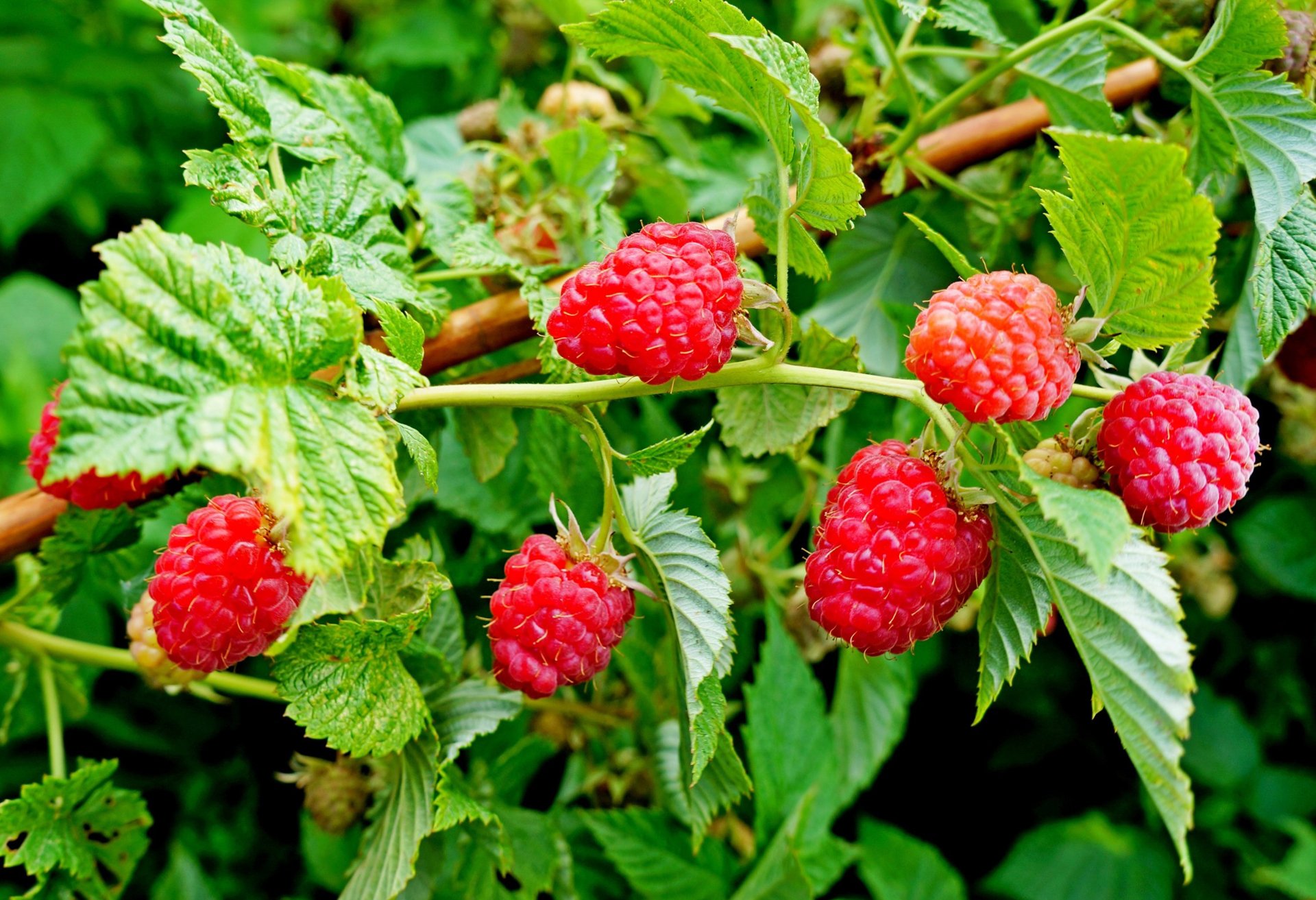 natura giardino cespuglio foglie bacche lamponi