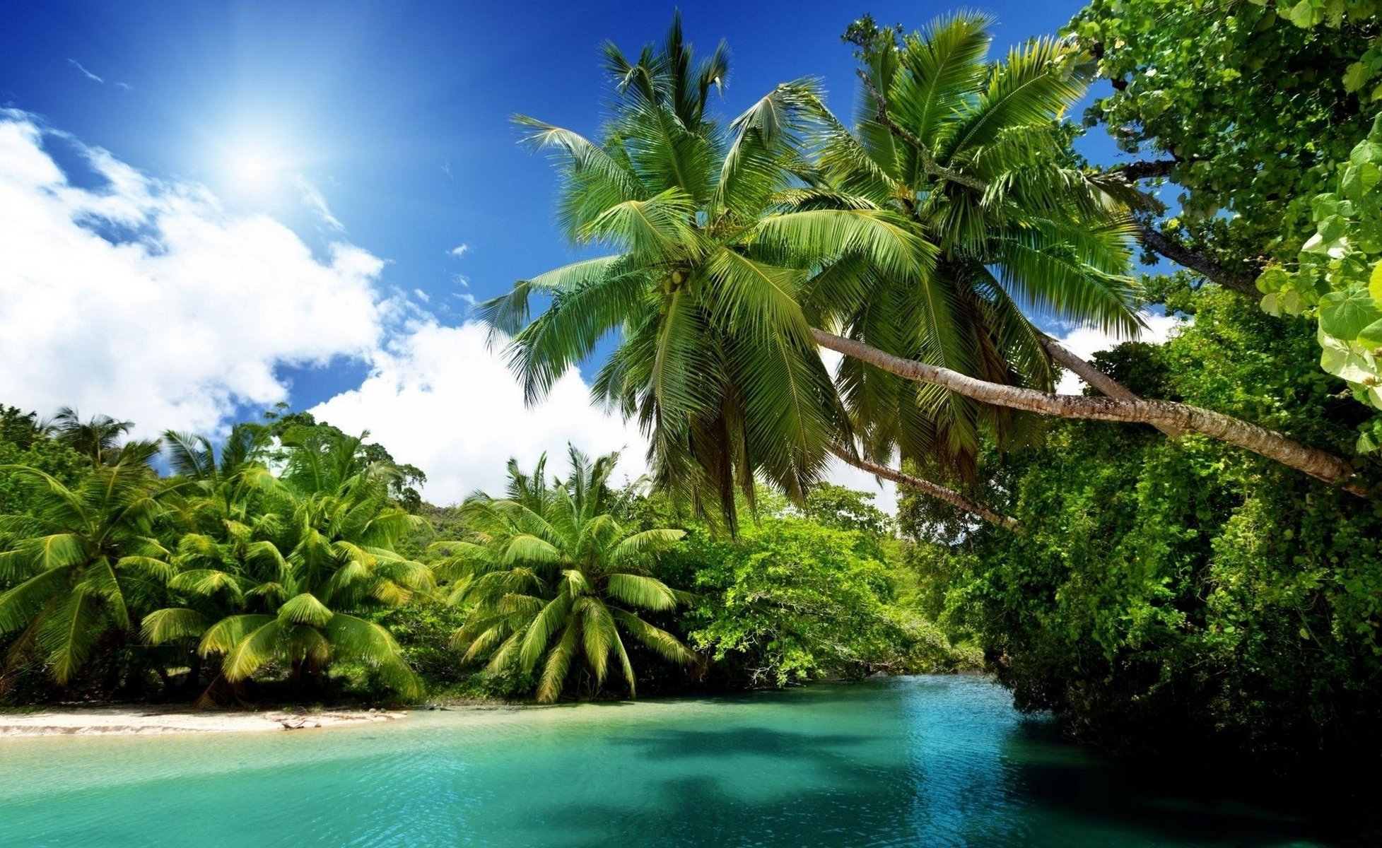 natura tropici sole mare palme oceano