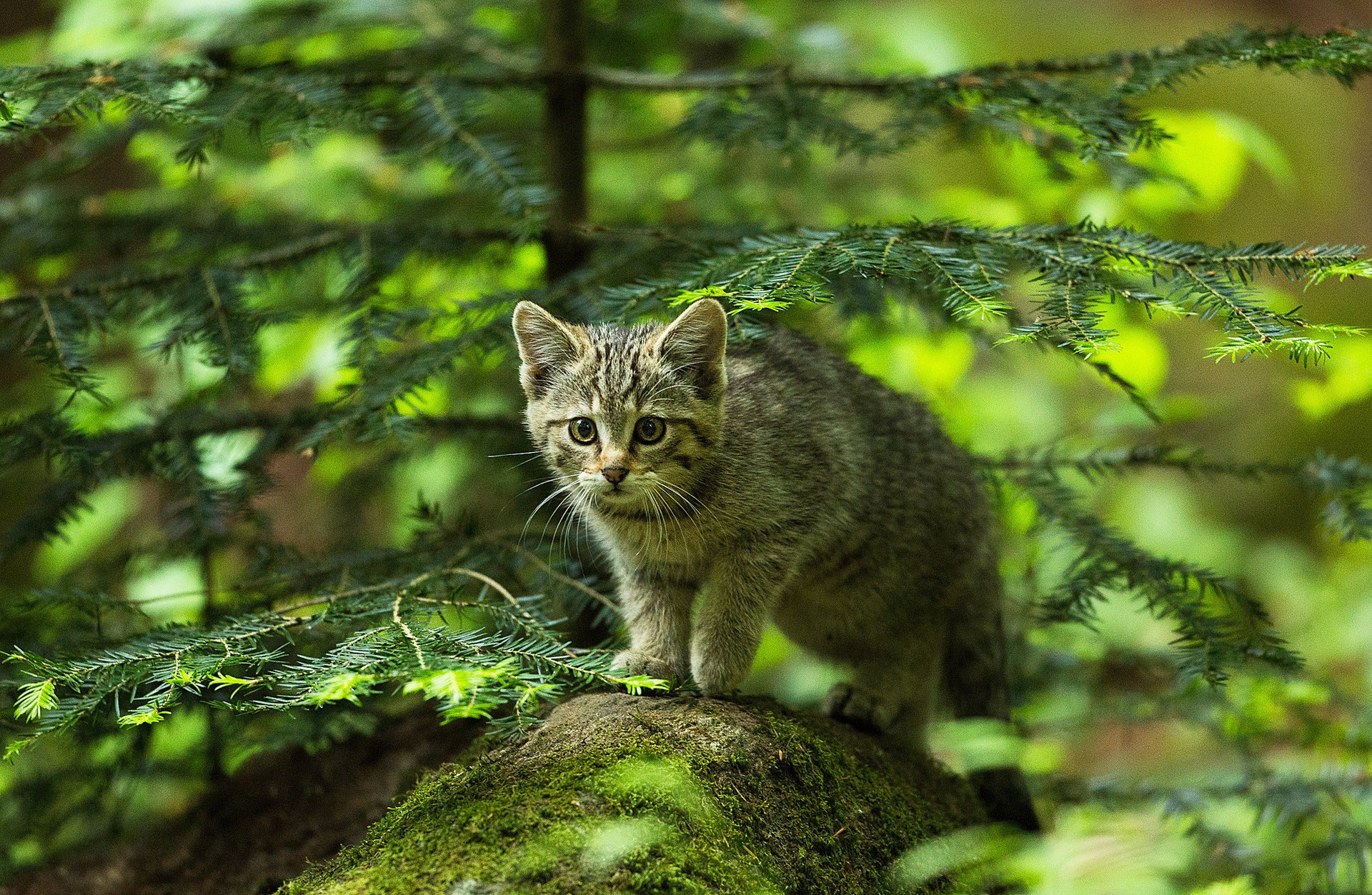 кот котенок лес ель камень охотник